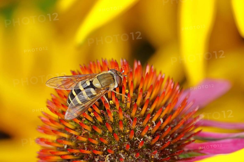 Garden hoverfly (Syrphus ribesii) on purple cone flower (Echinacea purpurea), Wilnsdorf, North Rhine-Westphalia, Germany, Europe