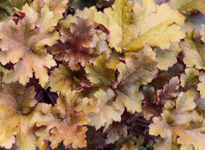 Heuchera or coral bells, plant with beautiful colored leaves
