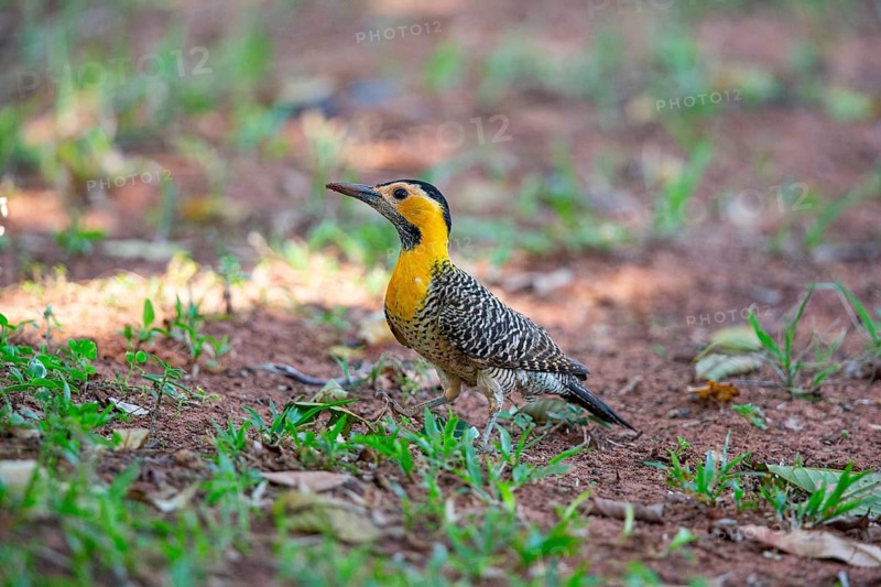 Pileated campo flicker (Colaptes campestris) Pantanal Brazil