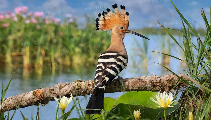 KI generated, animal, animals, bird, birds, biotope, habitat, a, individual, water, reeds, water lilies, blue sky, foraging, wildlife, hoopoe (Upupa epops), treehoppers, summer, flowers