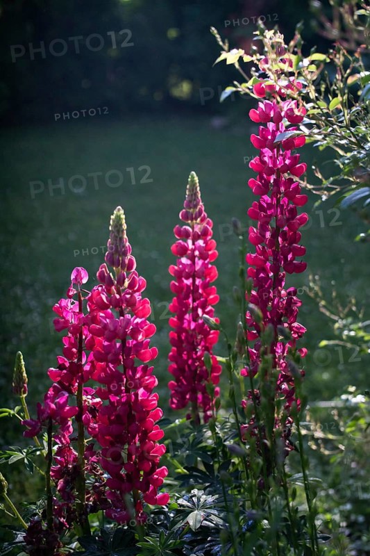 Pink-coloured lupins in a sun-drenched garden Lupinus Fabaceae