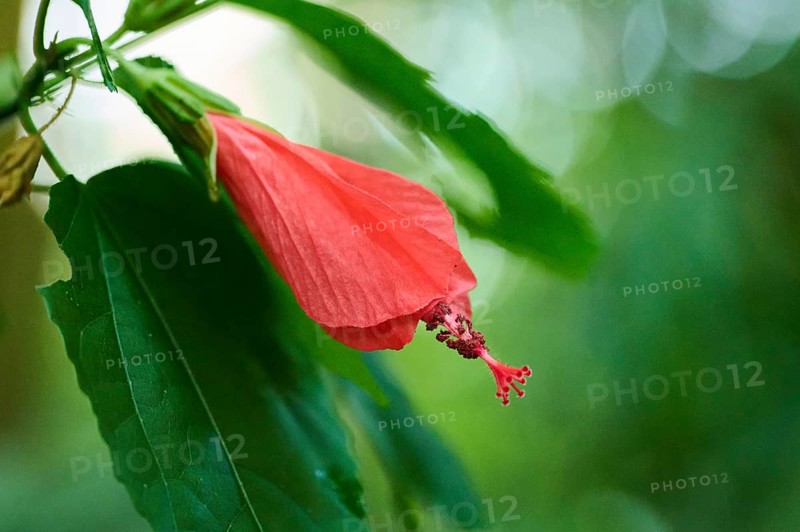 Wax mallow (Malvaviscus arboreus) flower growing in a greenhouse, Bavaria, Germany, Europe