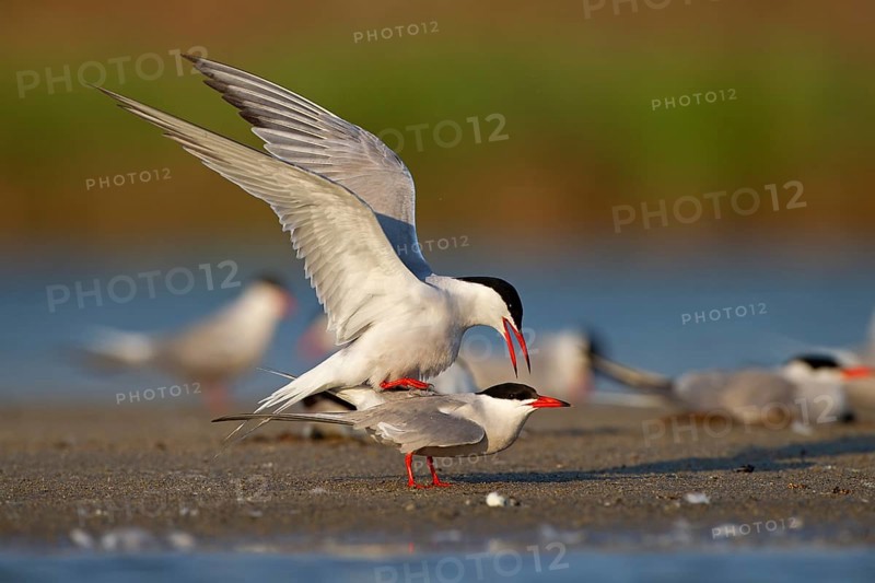 Common Tern (Sterna hirundo), copulation, mating, Danube Delta Biosphere Reserve, Romania, Europe