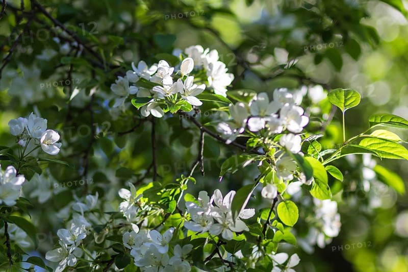 Blooming apple trees in spring park
