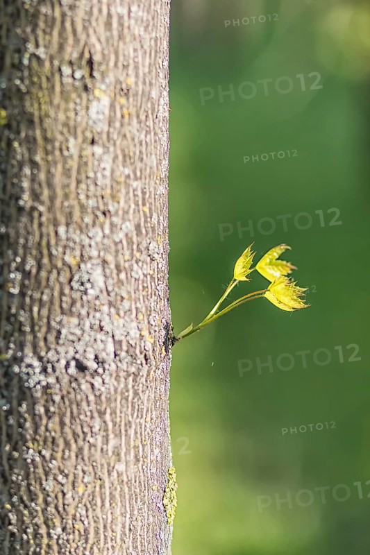 Young green leaves of maple in spring