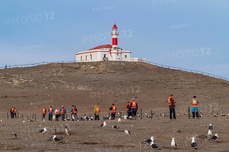 Cruise passengers walk in a line between seagulls to the lighthouse in the Penguin National Park on Magdalena Island, Magellanes, Patagonia, Chile, South America