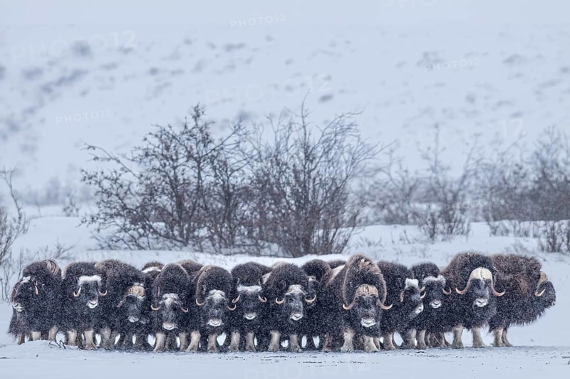 Musk oxen (Ovibos moschatus), herd in a snowstorm, standing, North Slope, Alaska, USA, North America