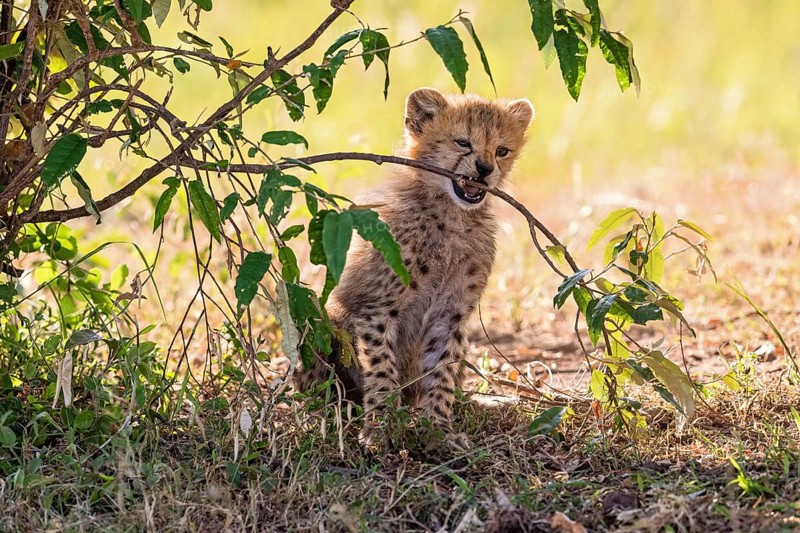 Cheetah cub (Acinonyx jubatus) biting in a tree branch on the african savanna, Maasai Mara, Kenya, Africa
