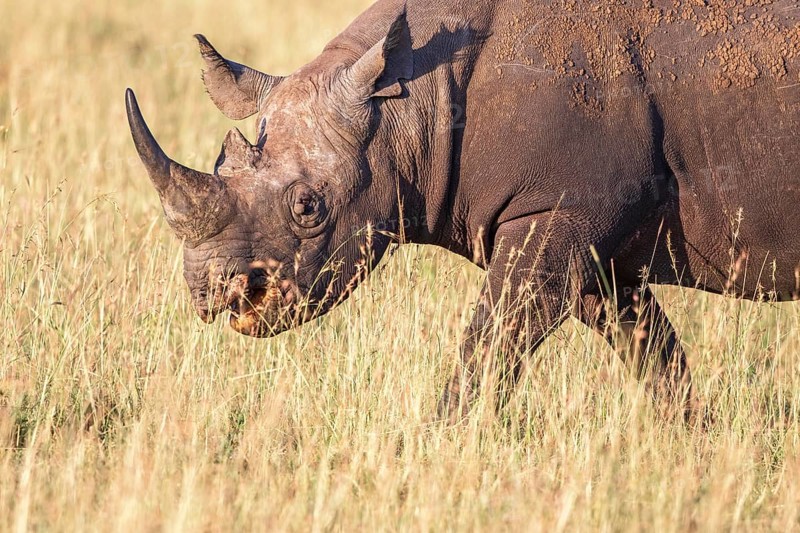 Black rhinoceros (Diceros bicornis) walking on the grassland in africa, Maasai Mara, Kenya, Africa
