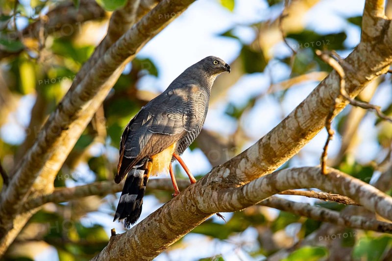 Stilt Buzzard (Geranospiza caerulescens) Pantanal Brazil