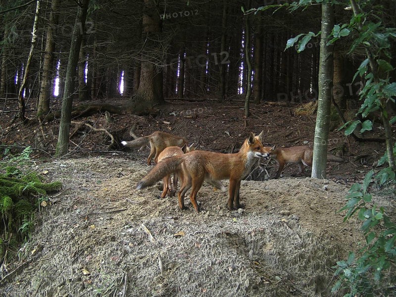 Fox (Vulpes vulpes) mother with cubs in front of the den at the edge of the forest, Allgaeu, Bavaria, Germany, Europe