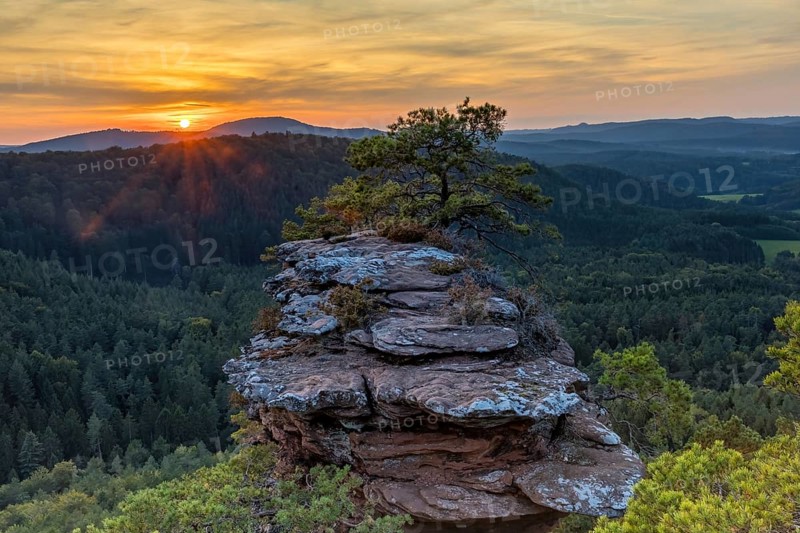 Sunset against the sun at the Buchkammer felsen with striking pine tree on the red rock in the Palatinate Forest