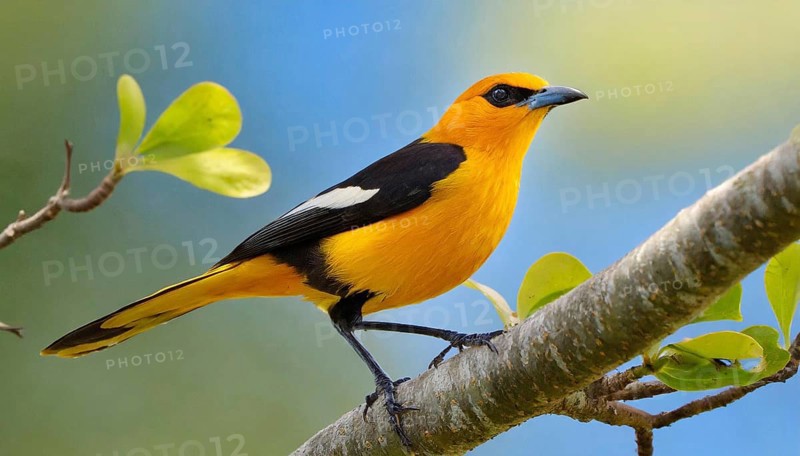 KI generated, animal, animals, bird, birds, biotope, habitat, one, individual, blue sky, foraging, wildlife, summer, seasons, eurasian golden orioles (Oriolus oriolus), oriole, tree, branch