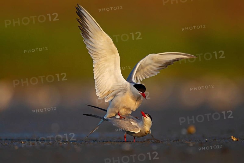 Common Tern (Sterna hirundo), copulation, mating, Danube Delta Biosphere Reserve, Romania, Europe