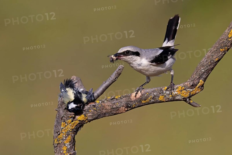 Great Grey Shrike (Lanius excubitor) with clutched Great Tit as prey, Thuringia, Germany, Europe