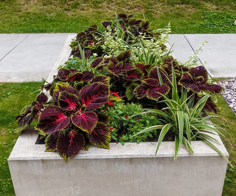 Complex flower bed of perennial plants in the city park. Druskininkai, Lithuania, Europe