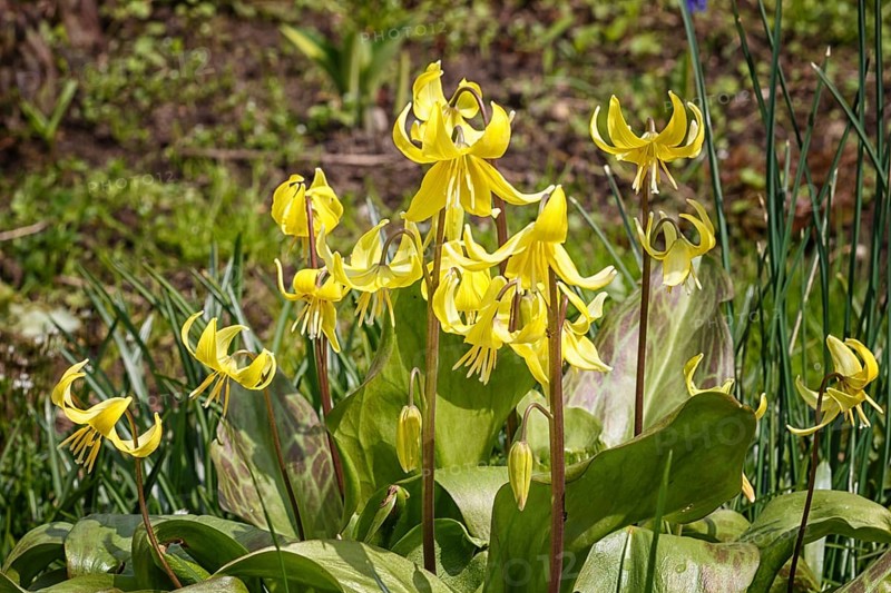 Yellow erythronium blooming in the spring in the garden