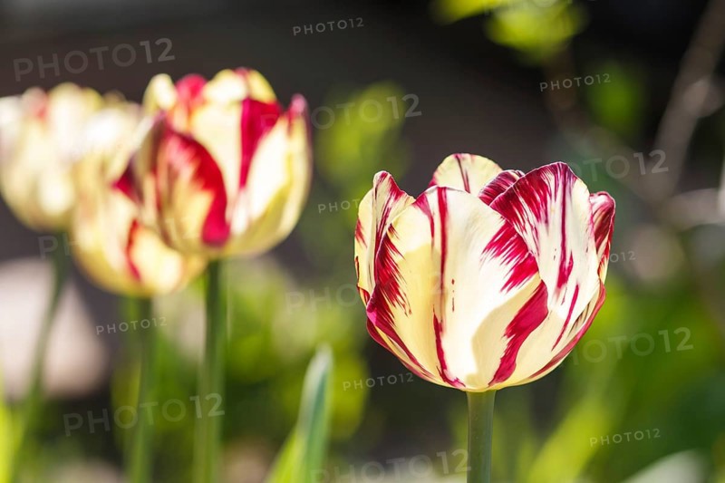 Beautiful rose and white tulip flowers with green blurred background