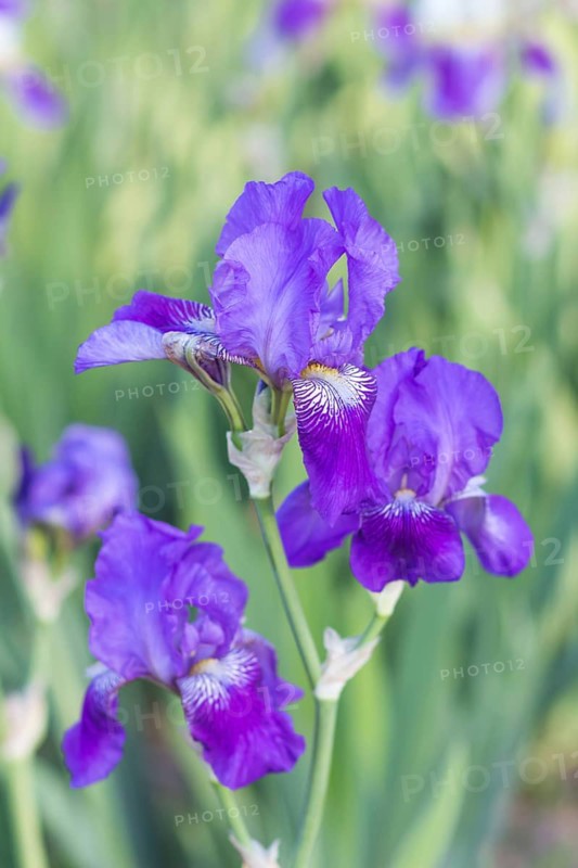 Colorful purple irises in a botanical garden
