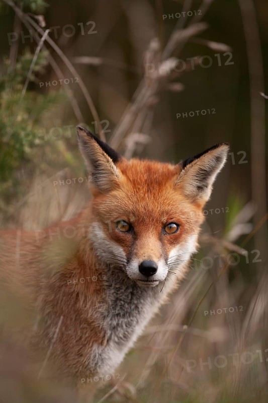 Red fox (Vulpes vulpes) adult animal head portrait, England, United Kingdom, Europe