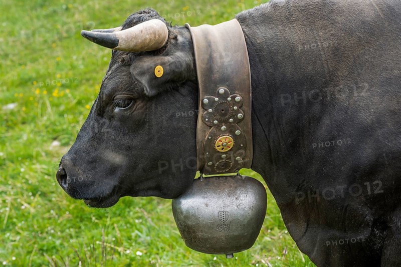 Herens cow (Herens vacca), cowbell, tradition, cattle breeding, domestic cattle, competition, cow fight, Alps, animal, hoofed animal, Valais, Switzerland, Europe