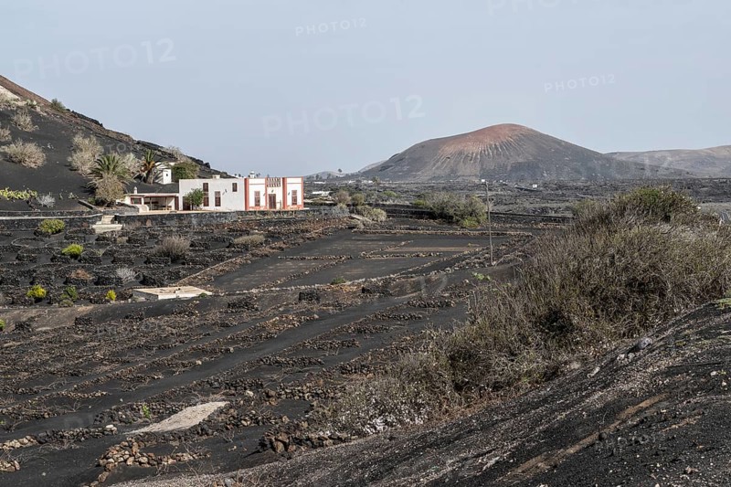 Wine growing in volcanic ash pits protected by dry stone walls, Yaiza, Lanzarote, Canary Islands, Spain, Europe