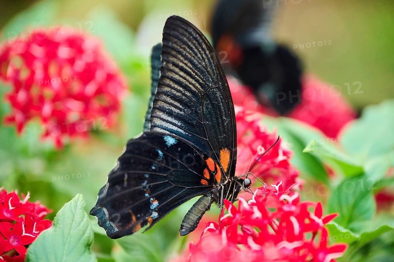 Iphidamas cattleheart (Parides iphidamas) sitting on a leaf, Germany, Europe