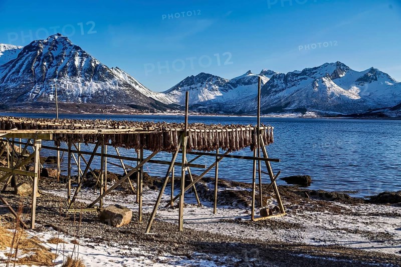 Stockfisch trocknet an einem Holzgestell vor einer beeindruckenden Kulisse mit schneebedeckten Bergen und klarem blauem Himmel, Holzgestelle fuer trockenfisch auf den Lofoten