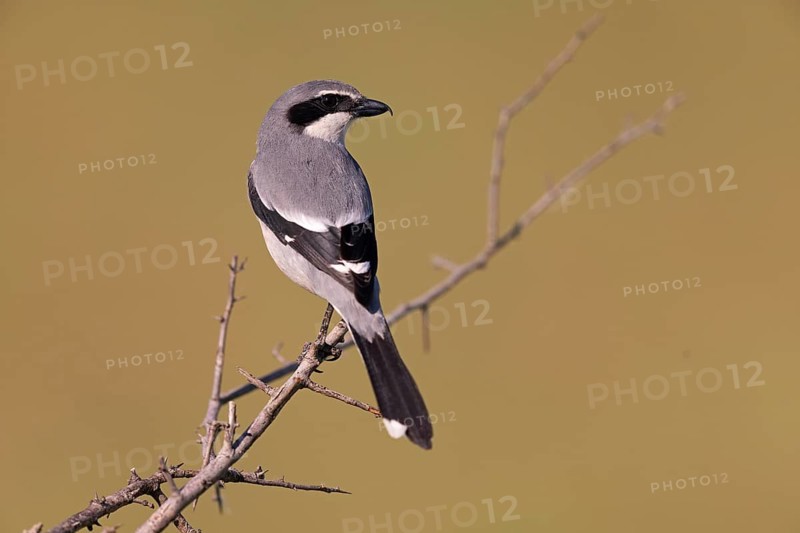 Iberian Grey Shrike (Lanius meridionalis), Southern Grey Shrike, Fuerteventura, Extremadura, Spain, Europe