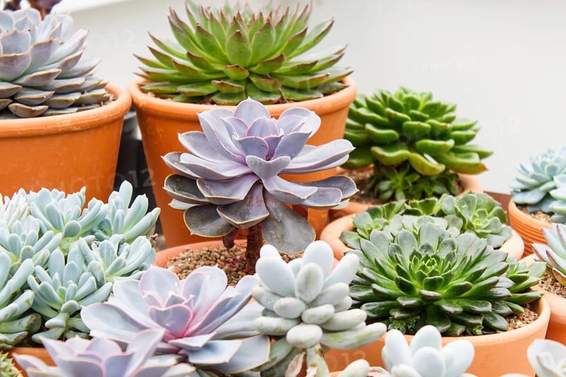 Various types of succulent in flower pots in the greenhouse. Closeup, selective focus