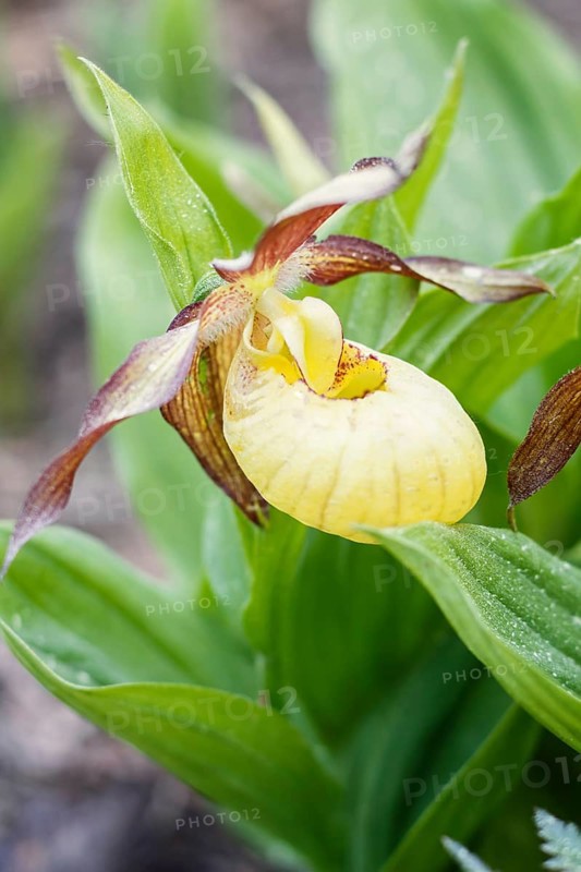 Beautiful orchids of different colors on green background in the garden. Lady's-slipper hybrids. Close up