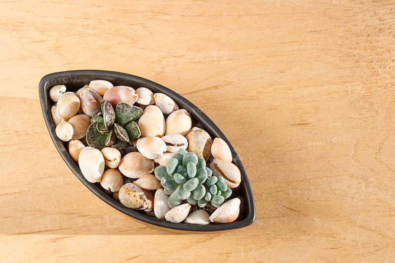 Small succulents in a ceramic pot on a wooden background with copy space. top view