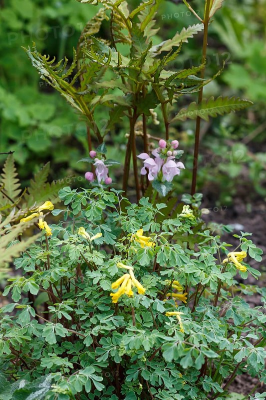 Rock fumewort (yellow corydalis) with fern in spring garden