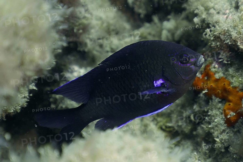 Neon reef fish (Abudefduf luridus), El Cabron marine reserve dive site, Arinaga, Gran Canaria, Spain, Atlantic Ocean, Europe