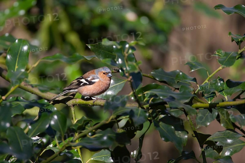 Eurasian chaffinch (Fringilla coelebs) adult male bird on a Holly tree branch, England, United Kingdom, Europe