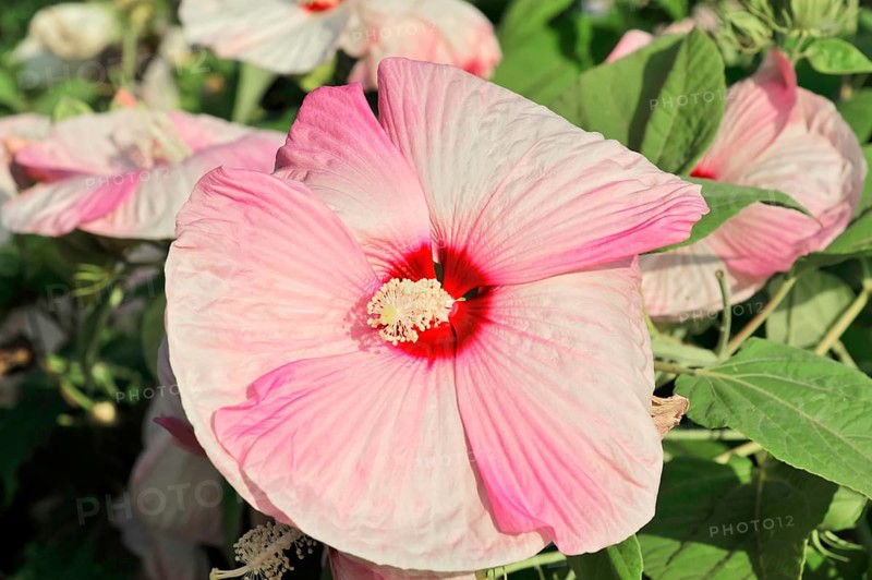 Flowering Hibiscus cultivar Red Heart (Hibiscus syriacus cultivar Red Heart) Florence, Tuscany, Italy, Europe