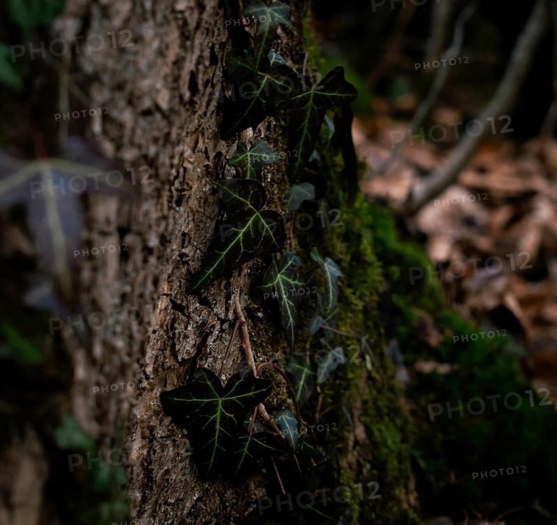 Common ivy (Hedera helix) on a mossy tree trunk, close-up, Neubeuern, Germany, Europe