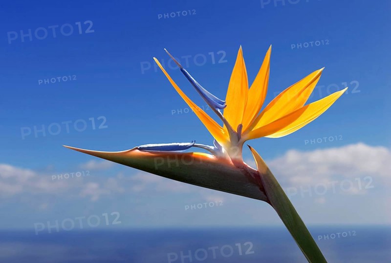 Bird of paradise or crane flower (Strelitzia reginae) La Palma, Canary Islands, Spain, Europe