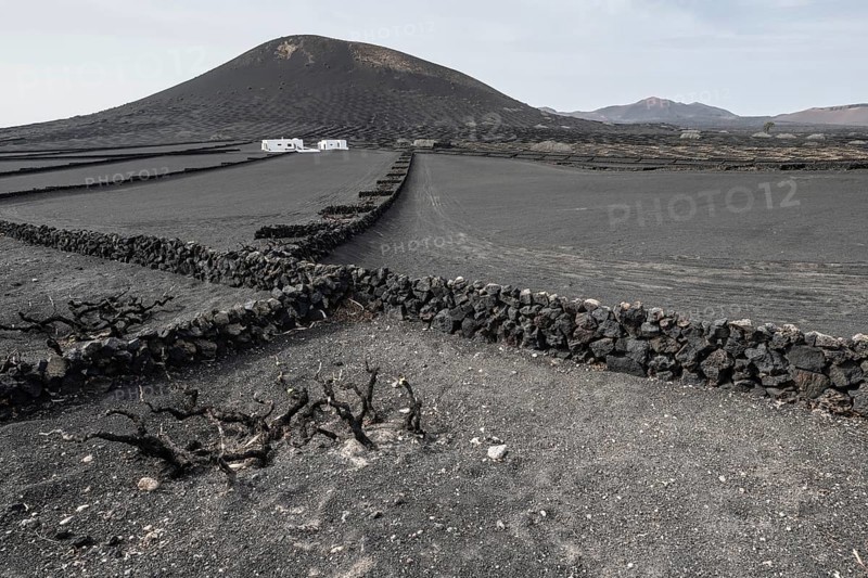 Wine growing in volcanic ash pits protected by dry stone walls, Yaiza, Lanzarote, Canary Islands, Spain, Europe