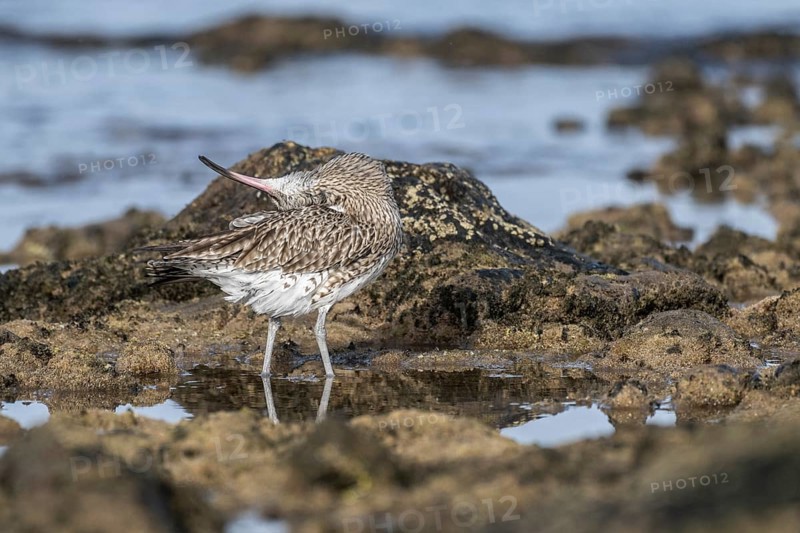 Eurasian curlew (Numenius arquata), Costa Teguise, Lanzarote, Spain, Europe
