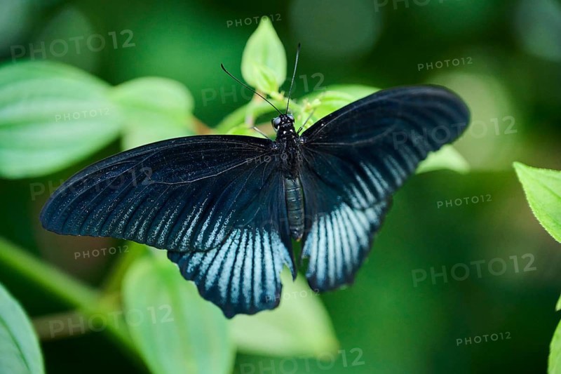 Great Mormon (PPapilio memnon) sitting on a flower, Germany, Europe