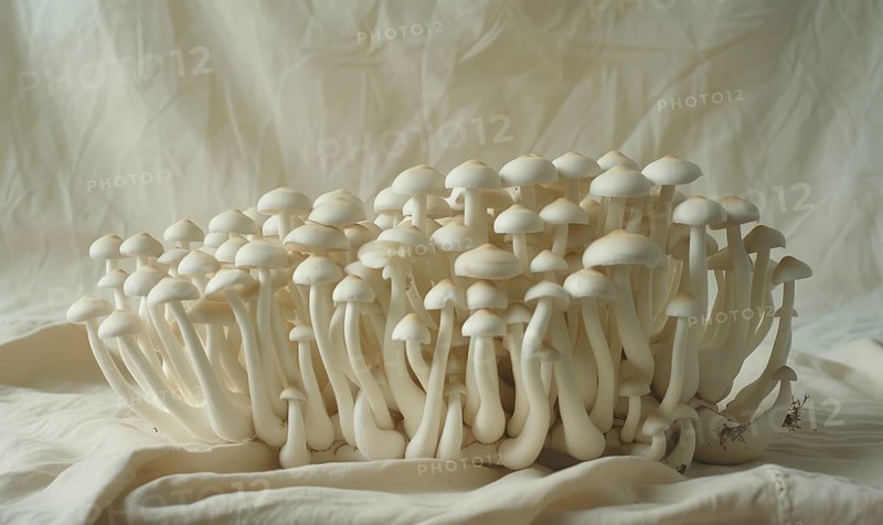 Shimeji mushrooms on white fabric background. Shimeji mushrooms. AI generated