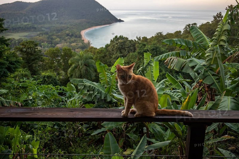 A red cat on a terrace in the foreground, in the background the beach Grande Anse on Basse Terre, Guadeloupe, the French Antilles and the Caribbean, North America