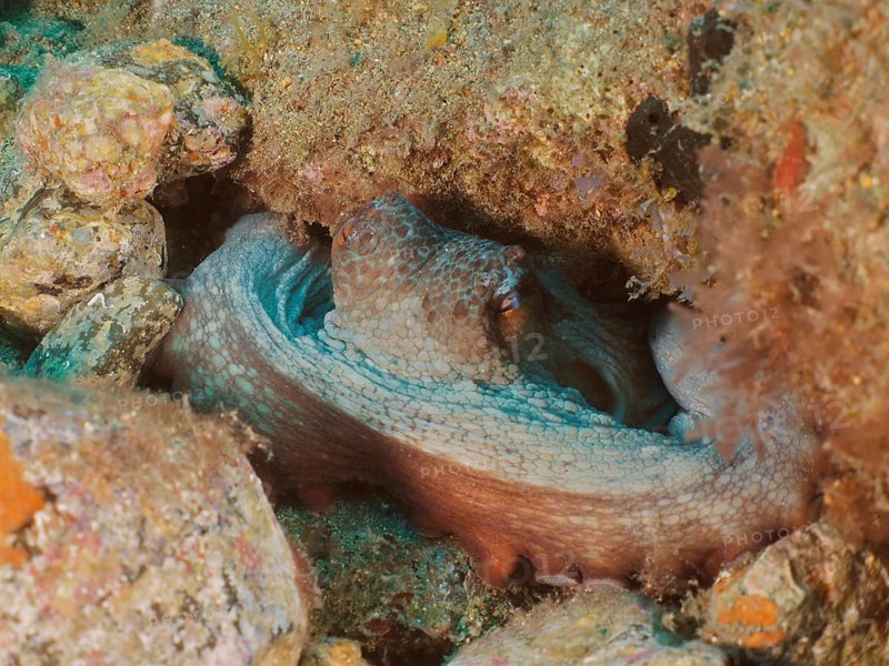 Portrait of common octopus (Octopus vulgaris) in its shelter. Dive site El Cabron Marine Reserve, Arinaga, Gran Canaria, Spain, Atlantic Ocean, Europe