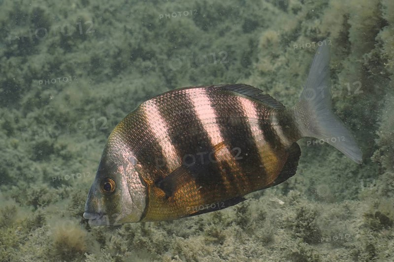 Zebra Bream (Diplodus cervinus cervinus), dive site El Cabron Marine Reserve, Arinaga, Gran Canaria, Spain, Atlantic Ocean, Europe