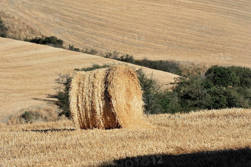 Harvested wheat field, landscape north of Sorano, Tuscany, Italy, Europe