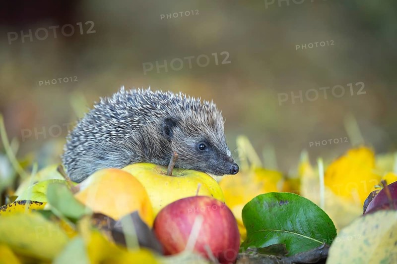 European hedgehog (Erinaceus europaeus) adult animal walking over fallen apples and autumn leaves on a garden lawn, Suffolk, England, United Kingdom, Europe