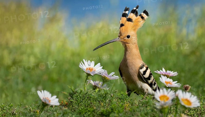 KI generated, animal, animals, bird, birds, biotope, habitat, one, individual, reed, water lilies, blue sky, foraging, wildlife, hoopoe (Upupa epops), tree hoopoes, meadow, spring, flowers