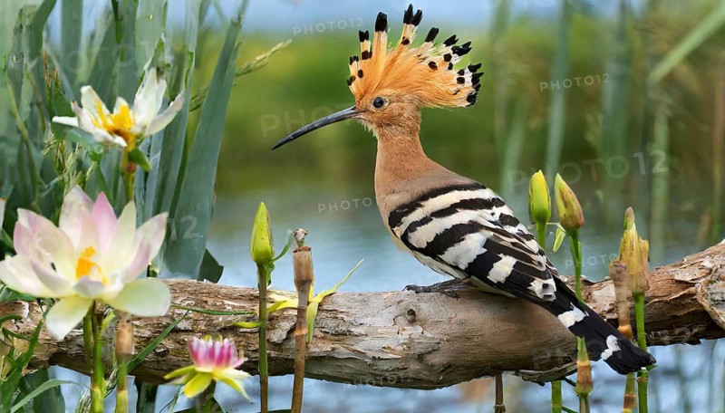 KI generated, animal, animals, bird, birds, biotope, habitat, a, individual, water, reeds, water lilies, blue sky, foraging, wildlife, hoopoe (Upupa epops), treehoppers, summer, flowers