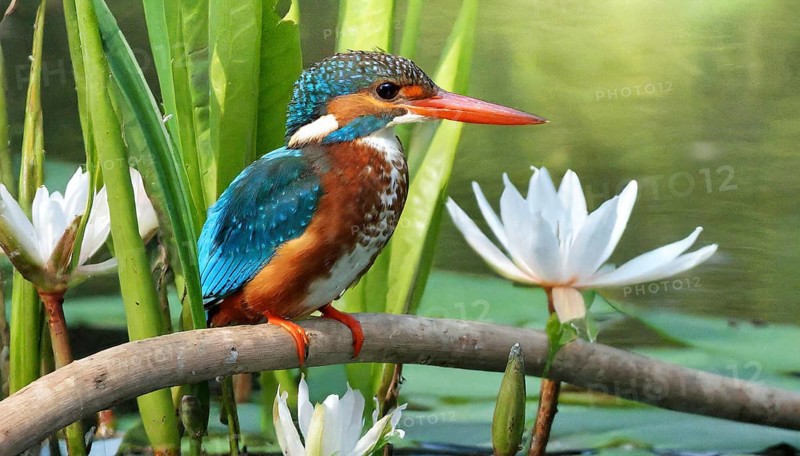 KI generated, animal, animals, bird, birds, biotope, habitat, a, individual, water, perch, reeds, water lilies, blue sky, foraging, wildlife, summer, seasons, white-throated kingfisher (Halcyon smyrnensis)